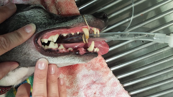 Clean teeth