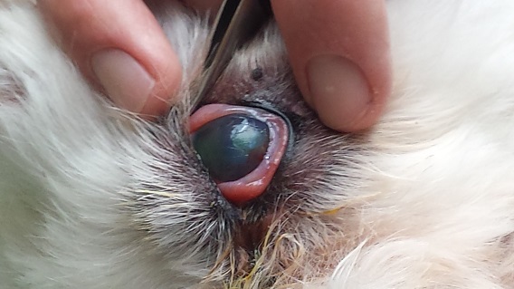 Cornea after debridement