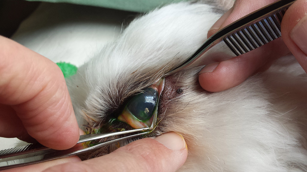 Corneal Ulceration