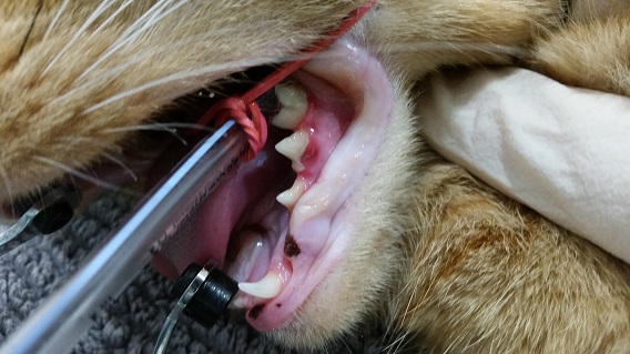 Feline resorptive lesion