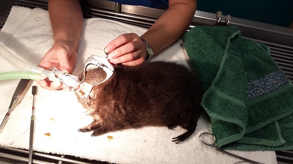 Guinea Pig Dental 2