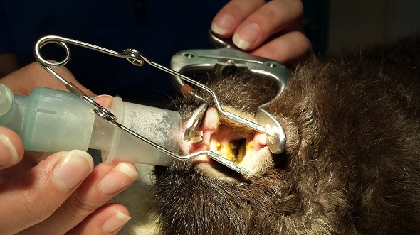 Guinea Pig Dental 3