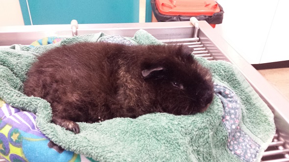 Guinea Pig in recovery