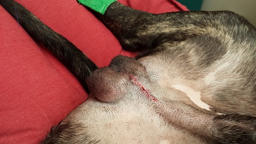 Implants after surgery