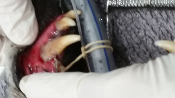 Infected canine tooth