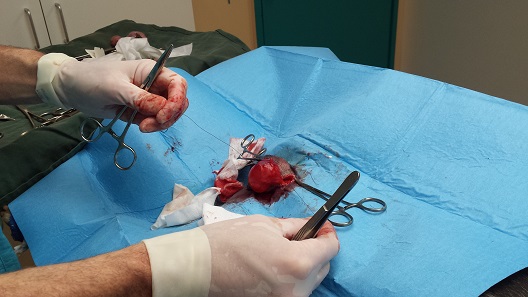 Testicular implants