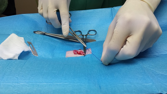 Tying a ligature