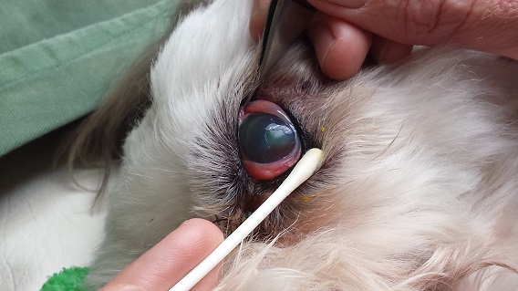 Ulcer Treatment