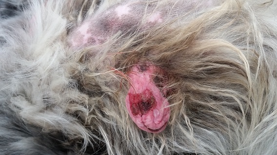 Ulcerated Tumour Close Up