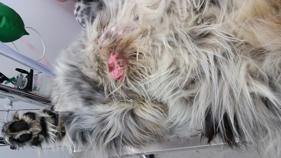 Ulcerated Tumour