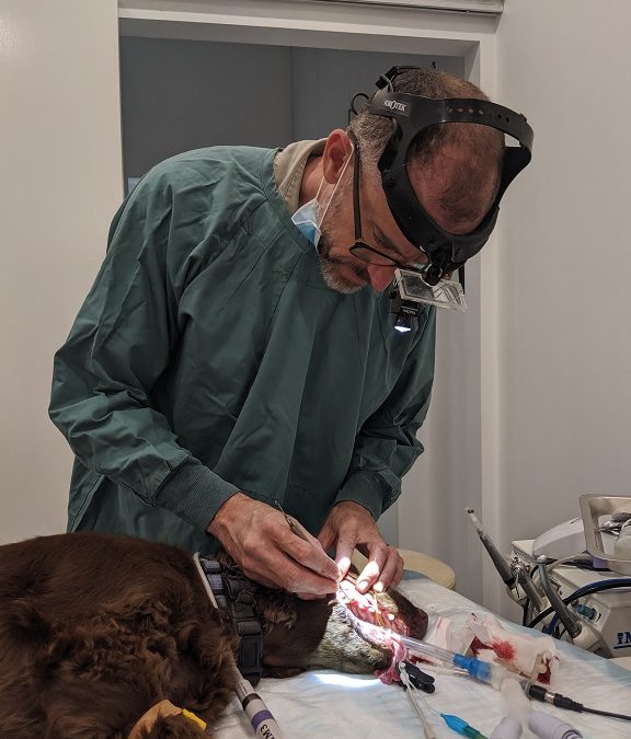 Routine Dentisty
