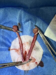 Comparison of reproductive organs - large and small dog